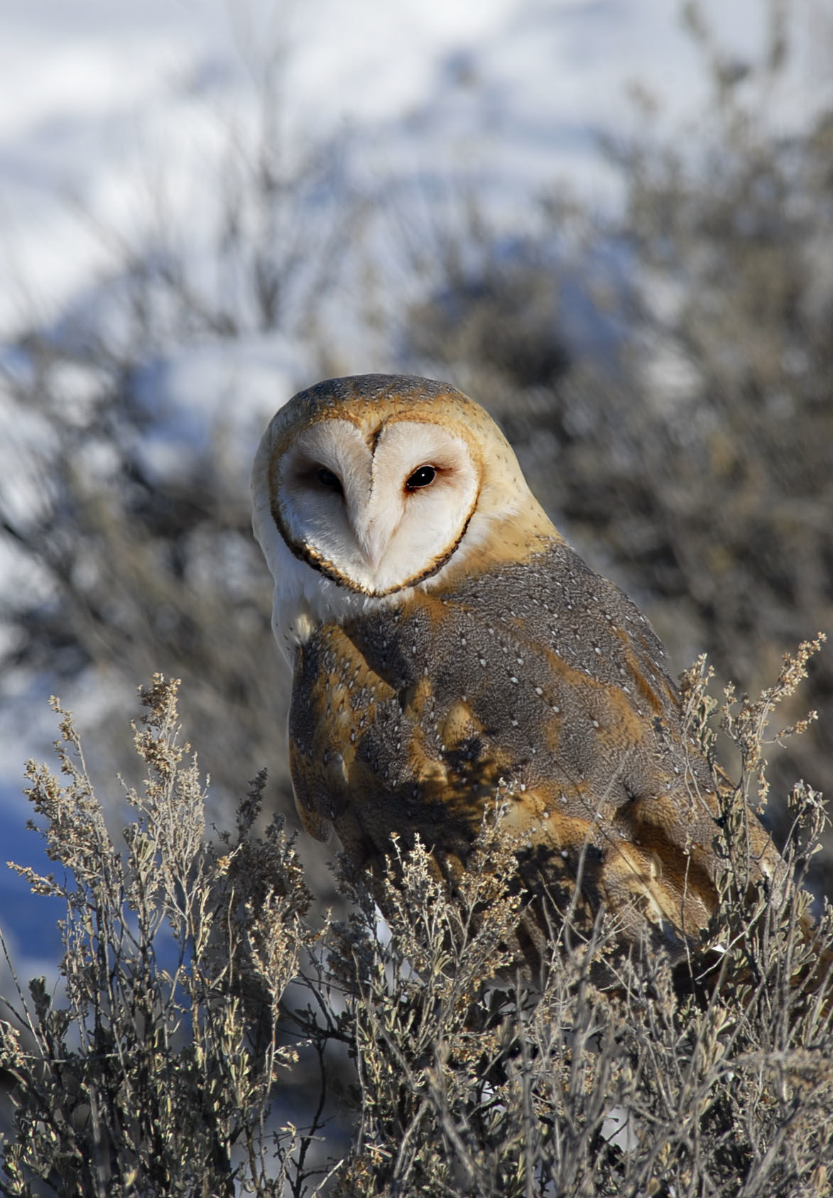 Barn Owl